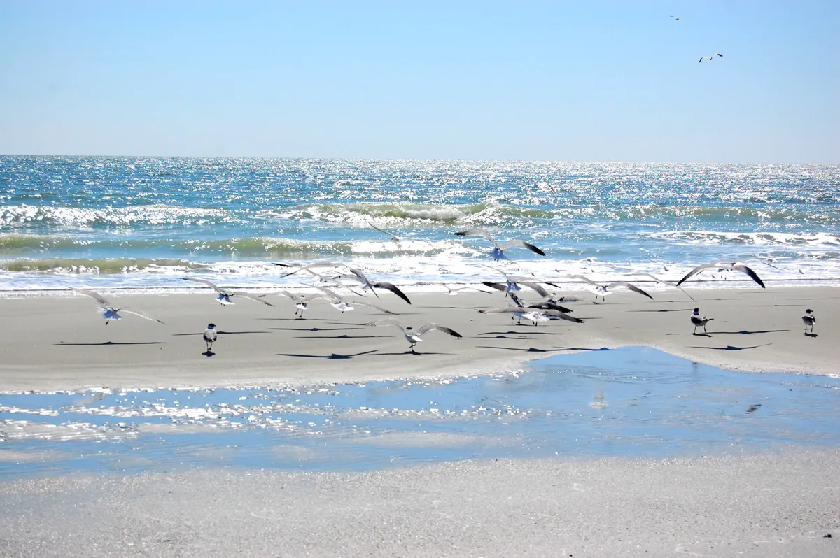 A pristine stretch of sandy beach with gentle waves rolling in, seagulls flying overhead, and sunlight reflecting off the water. The atmosphere is peaceful and serene, inviting visitors to enjoy tranquil beach strolls even during cooler months.
